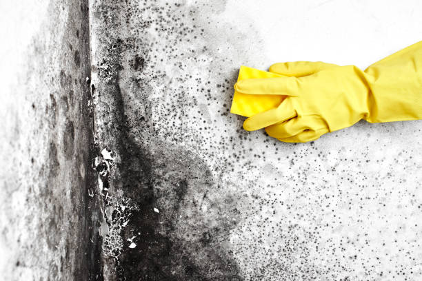 Best Mold Prevention Services  in New Kingman Butler, AZ